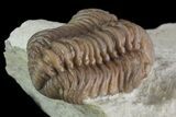 Bargain, Paciphacops Trilobite - Oklahoma #68623-3